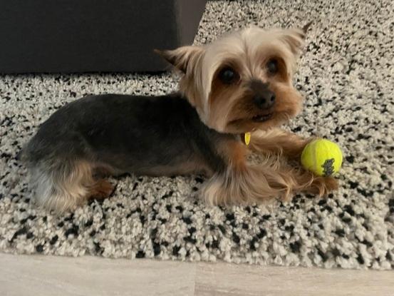 Jugando con la 🎾