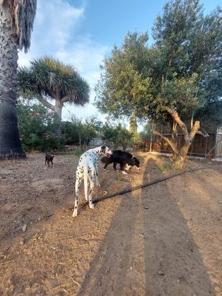 Líe en su estancia en casa