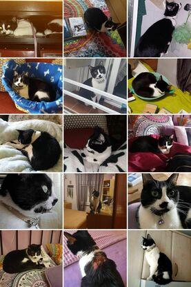 Duna mi gatita que murió