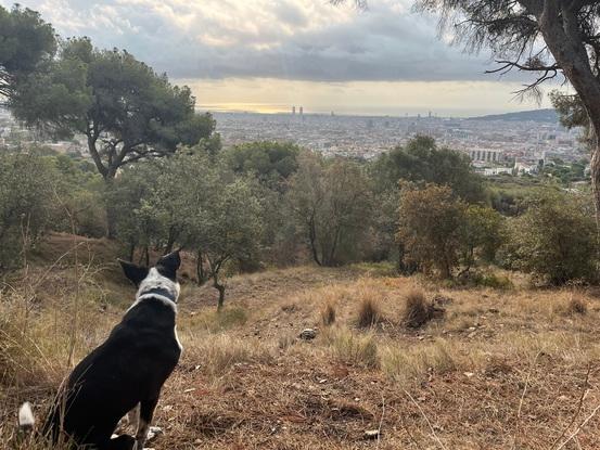 Bosque donde paseo a los perrosa los