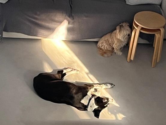 Mis perros relajados