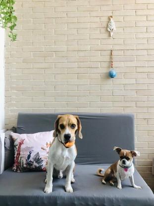 Coco y Sue posando