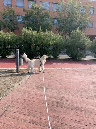 Buje en su paseo🥰