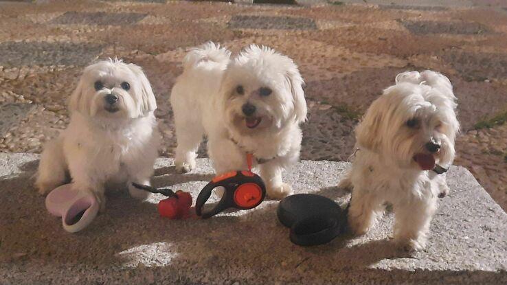 Coco, Enzo y Rambo