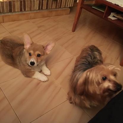 Mi Tyrion de bebé y la Yorkie de mi hermano, Chumi.