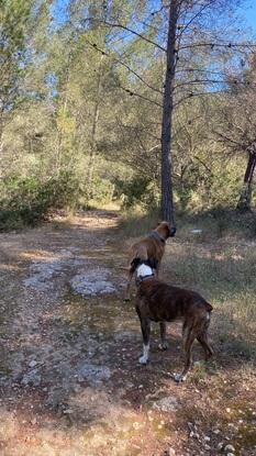 Paseo en el bosque