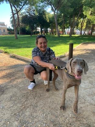 Ella es Rumba una hermosa Braco Weimaraner