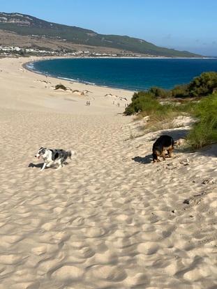 Cuidando perros en verano