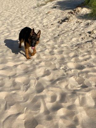 Cuidando perro en verano