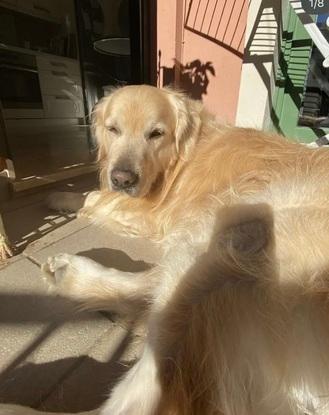 Magnum en casa de mis abuelos