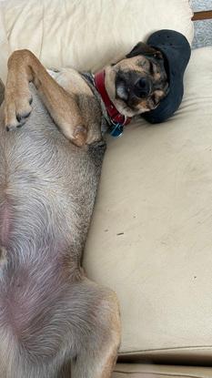 Este es mi perro Simba