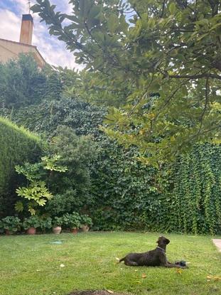 Jardin trasero
