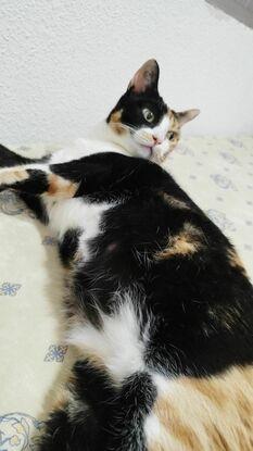 Mi gata Ponyo :)