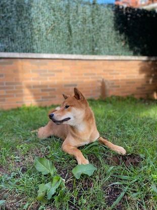 Luca si está el jardín abierto no entra en casa