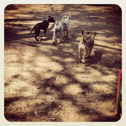 Taro , Lukas y Roy de paseo por el parque.
