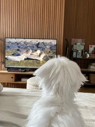 Viendo un documental