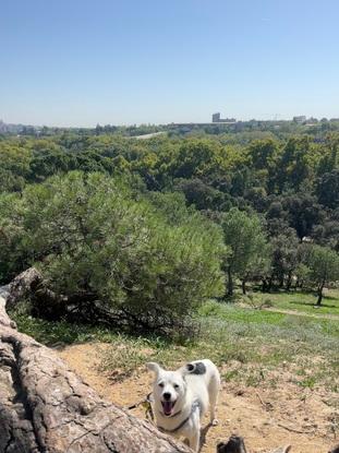 Paseando por casa de campo