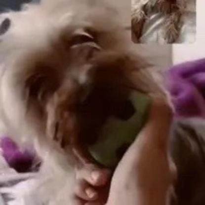 Mi perrita nala jugando un ratito conmigo