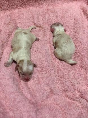 Cobi y Manchas por primera vez