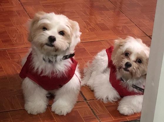 Cobi y Manchas peludos