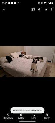 Los felinos de la familia 😸