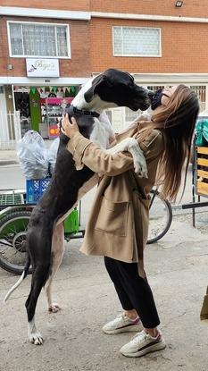 A este grandote lo conocí en medio de la pandemia. Un animalito muy sociable y noble. Comelón y apenas tenía 7 meses, seguía en crecimiento,