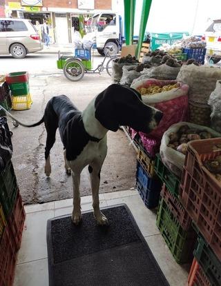 Estaba visitando un mercado para el almuerzo. 