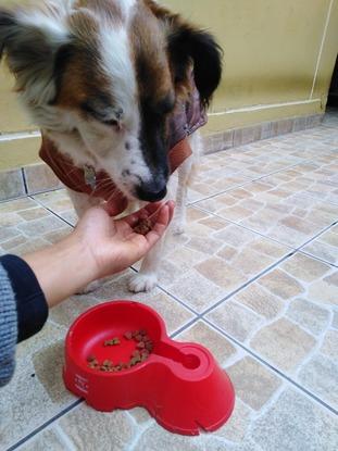 Cuidados en casa del dueño con Pirata