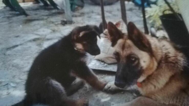 Bruno y Pegui mis últimas mascotas