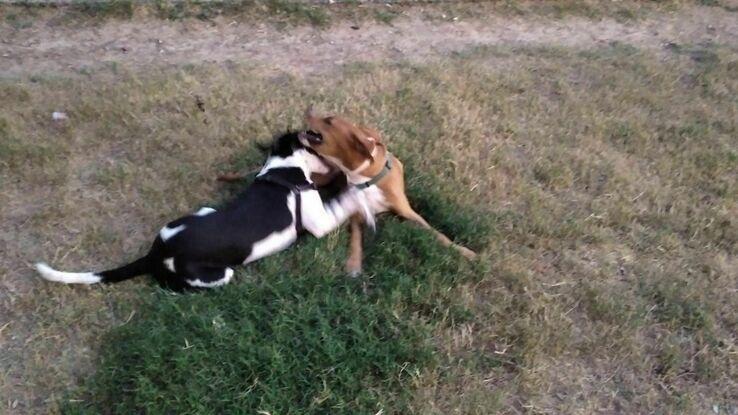Zeus jugando con otros perritos en el pipí can