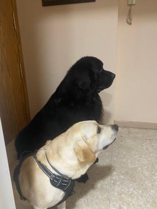 Gorila y Otto en la cocina pendiente aver si les cae algo jaja