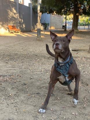 Nmaximo jugando en el parque a la pelota