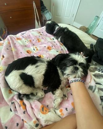 Mis perros