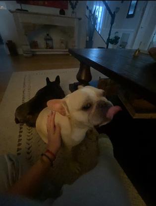 Otros perros que cuidé
