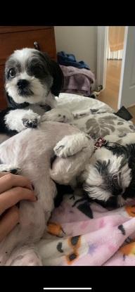 Mis perros