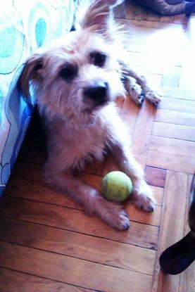 Myko y su inseparable pelota