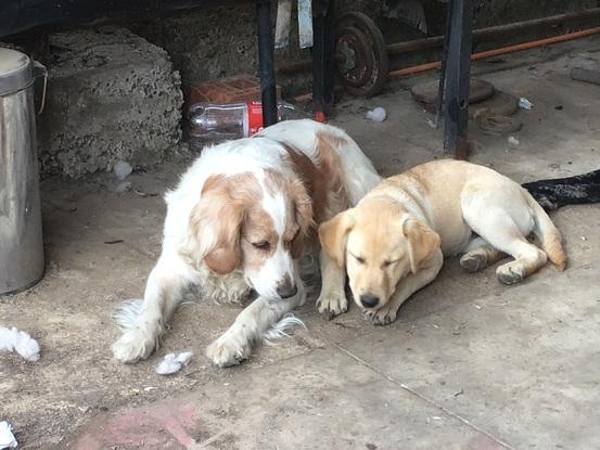 Mi perra con cachorros que he cuidado