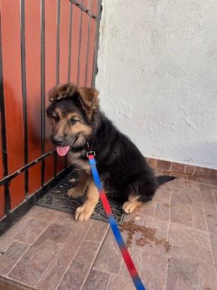 Otro cachorro en mi cuidado