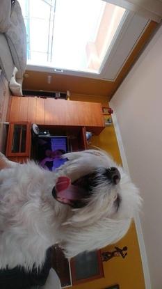 Nina bostezando