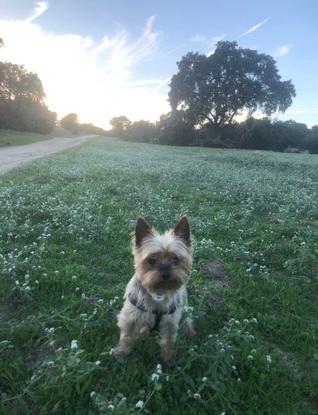 Mi perro Kiko disfrutando en El Monte
