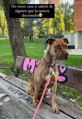 Perrete en adopción