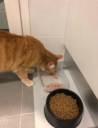 Cuidando a un gatito con discapacidad
