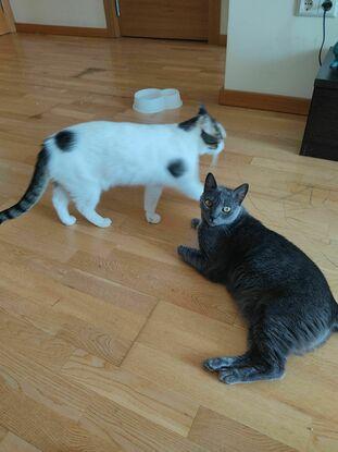 Cippi & Ciccina, mis gatos