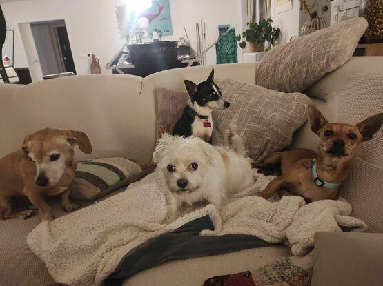 Mis perros están muy acostumbrados a visitas