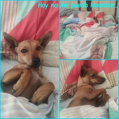 Txakolí, el malcriado de la casa.