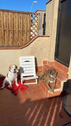 Yako y Trufa al sol