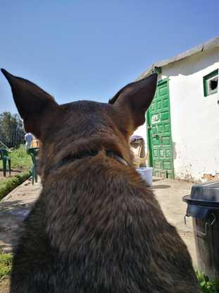 Sua vigilando el terreno