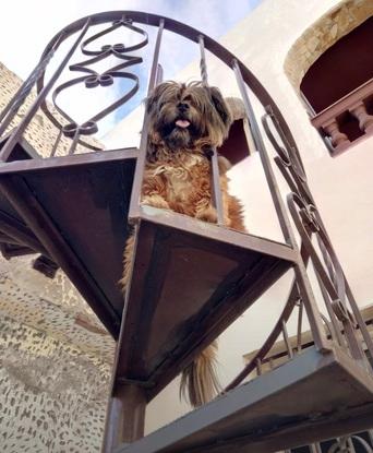 Las escaleras que van de la Terraza al patio