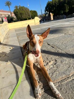 De paseito