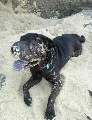 Nero en la playa